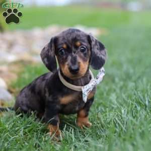 Lila, Dachshund Puppy